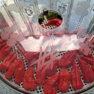 Dörrex 260823 01.jpg