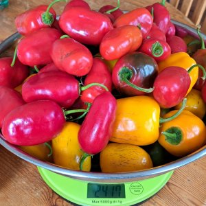 Rocotoernte 010923.jpg