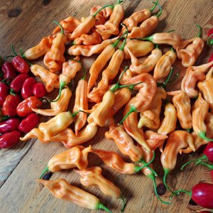 Sugar Rush Stripey 010923.jpg