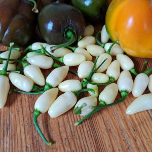 Snow White 010923.jpg