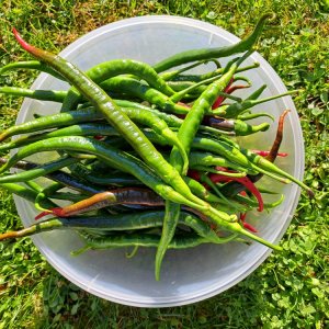 Joes Long 080923.jpg