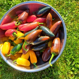 Jalapeño Mix 080923.jpg