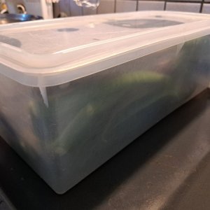 Joes in Salzlake.jpg