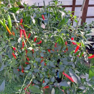 Taormina 090923 01.jpg