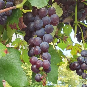 20230916_Hauswein.JPG