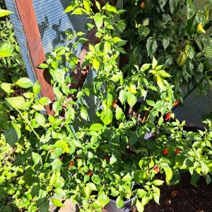 King Naga 150923 01.jpg