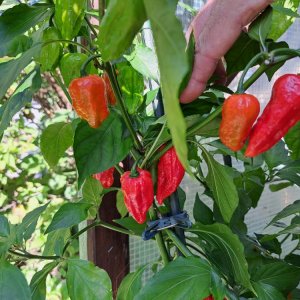 King Naga 150923 02.jpg