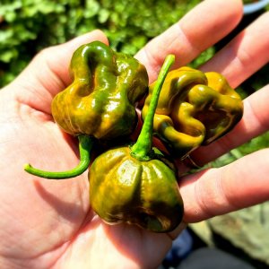 TS Moruga Green 150923.jpg