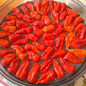 Chinensen 150923 01.jpg