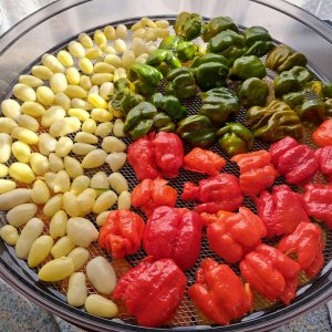 Chinensen 150923 02.jpg