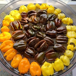 Chinensen 150923 03.jpg