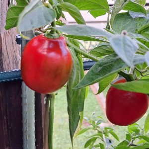 Ecuadorian RPFH 220923.jpg