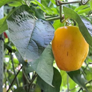 Rocoto Yellow 220923 02.jpg