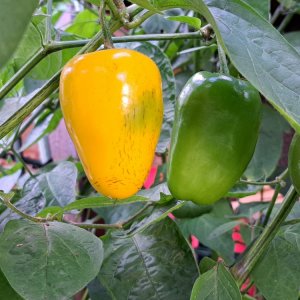 Rocoto Yellow 220923 01.jpg