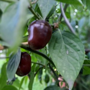 Big Brown Rocoto 220923 01.jpg