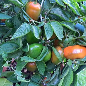 Rocoto Orange 220923 01.jpg