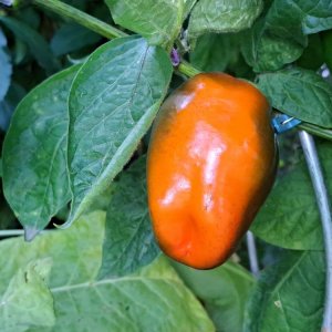 Rocoto Orange 220923 02.jpg