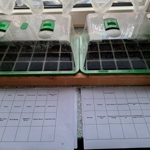 Aussaat Chili 2024 01.jpg