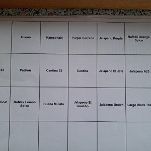 Aussaat Chili 2024 02.jpg