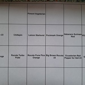 Aussaat Chili 2024 03.jpg