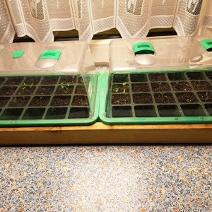 Chilibabys 120124.jpg