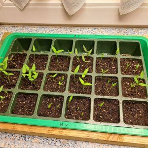 Anzucht 150124 01.jpg