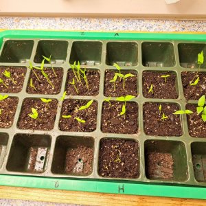 Anzucht 150124 02.jpg