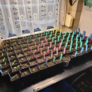 Chili Anzucht 190124 01.jpg