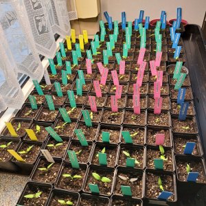 Chili Anzucht 190124 02.jpg