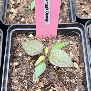 Pockmark Orange 030224.jpg