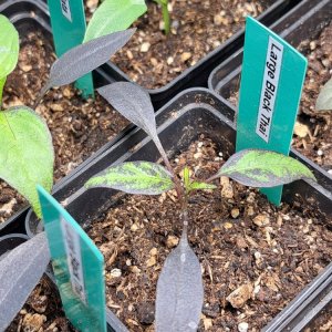 Lange Black Thai 030224.jpg