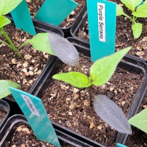 Serrano Purple 030224.jpg