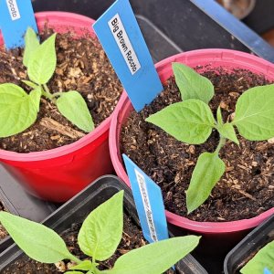 Big Brown Rocoto 030224.jpg