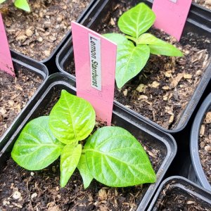 Lemon Starrburst 030224.jpg