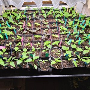 Chilianzucht 060224.jpg