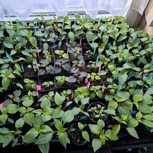 Chilianzucht 130224.jpg