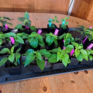 Chinensen 010324.jpg