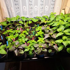 Chilipflanzen 010324 01a.jpg