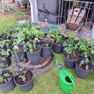 Chili Umtopfaktion 12052024 02.jpg