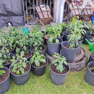 Chili Umtopfaktion 12052024 03.jpg