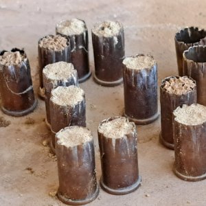 Wildbiene 080624 01.jpg