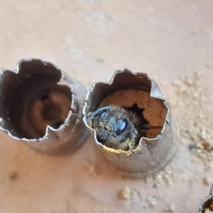 Wildbiene 080624 03.jpg