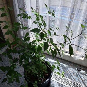 Chil Tepin 070724.jpg