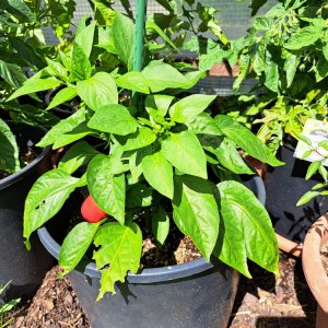 Portugese Goat Heart 070724 01.jpg