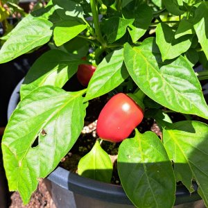 Portugese Goat Heart 070724 02.jpg