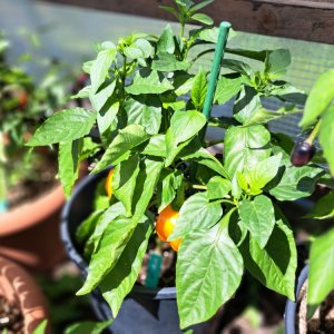 Cueño 070724 01.jpg