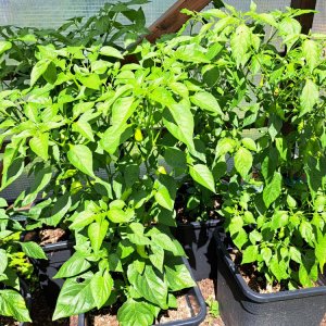 Capsicum Baccatum 070724.jpg