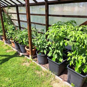 Chilipflanzen 070724 01.jpg