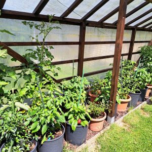 Chilipflanzen 070724 02.jpg