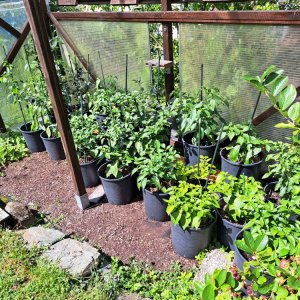 Chilipflanzen 070724 04.jpg